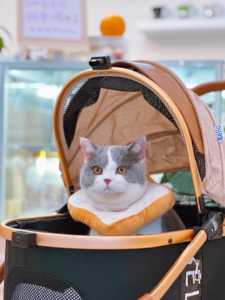 Cat Stroller