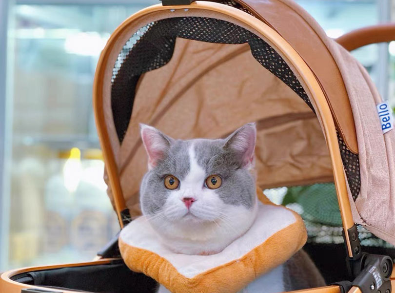 Cat Stroller