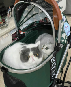 Cat Stroller