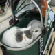 Cat Stroller