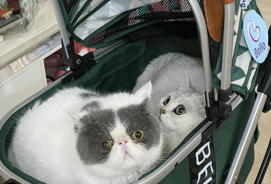 Cat Stroller